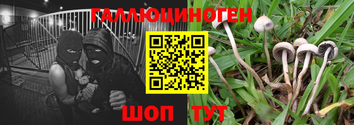 Псилоцибиновые грибы Cubensis  Вход с VPN  Камышлов 